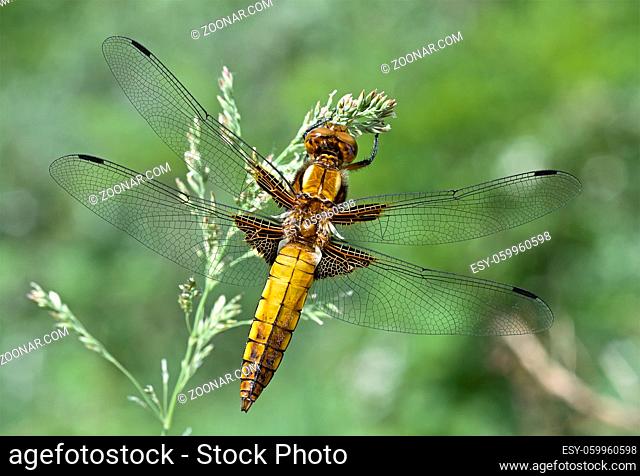 Dragonfly sitting on the stalk of grass on a blurred green background