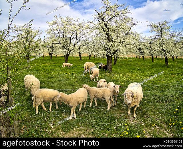 sheep in an orchard with plum blossoms, Serignac-Peboudou, Lot-et-Garonne department, Nouvbelle-Aquitaine, France