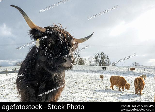 25 November 2023, Bavaria, Bruck: Scottish Highland cattle stand on a snow-covered pasture. According to the meteorologists' forecast