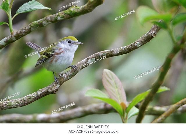 Chestnut-sided Warbler (Dendroica pensylvanica) perched on a branch in Costa Rica, Central America