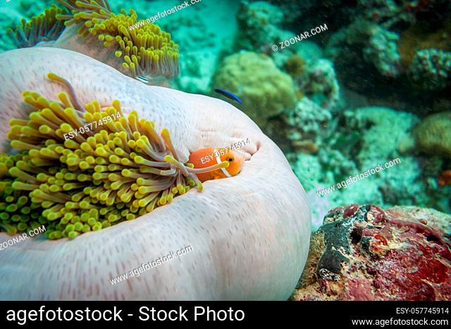 Pink skunk clownfish, The Maldives