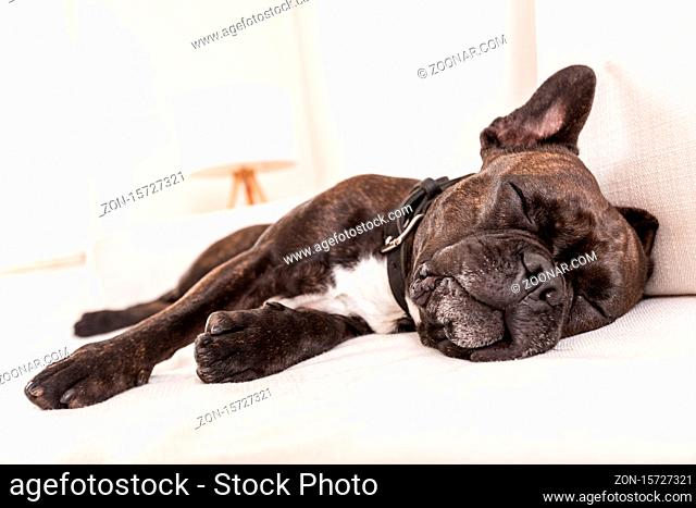 french bulldog dog having a sleeping and relaxing a siesta in living room