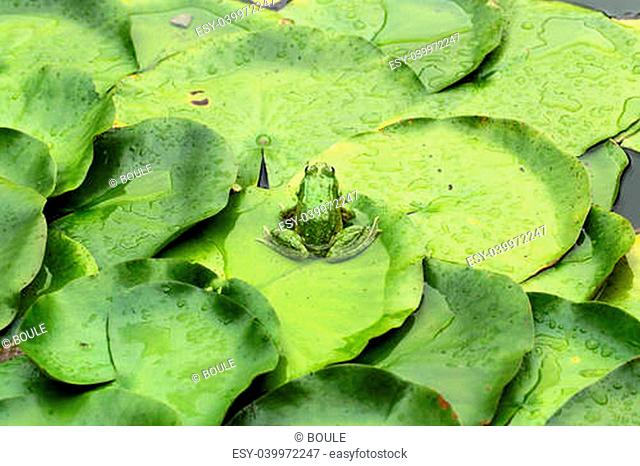 Frog on lily pad a macro background