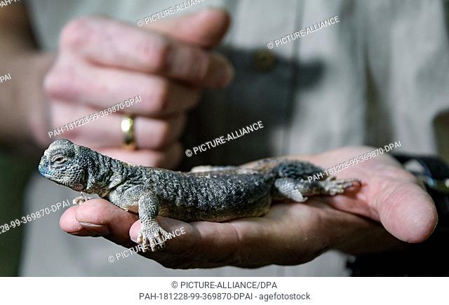 28 December 2018, Hamburg: An Oman thorntail agame (Uromastyx thomasi) sits on the hand of an animal keeper in the tropical aquarium of Hagenbeck's zoo