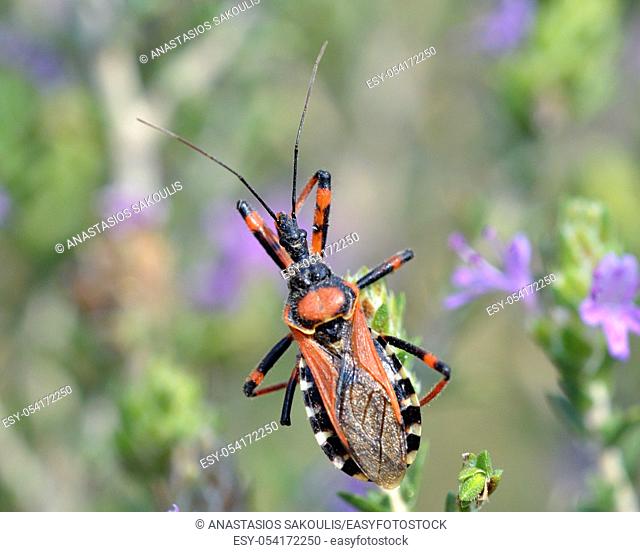 The soldier beetles (Cantharidae) are relatively soft-bodied, straight-sided beetles, Crete