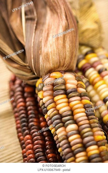 Three multicolored ears of Indian corn
