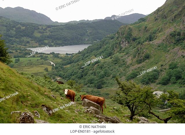 Wales, Snowdonia, Snowdon, View of the mountains in Snowdonia National Park. The park was established in 1951 and is the third national park in England and...