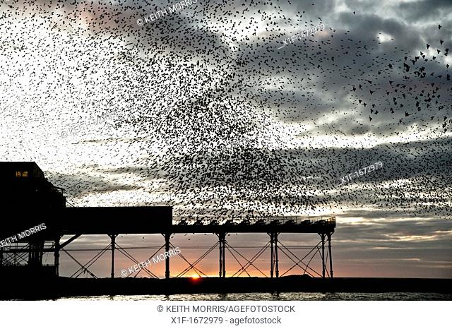starlings roosting over aberystwyth pier at sunset, wales uk