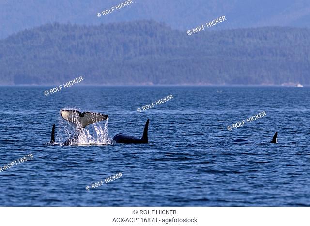 Northern resident killer whale pod travelling in Queen Charlotte Strait off Northern Vancouver Island, British Columbia, Canada