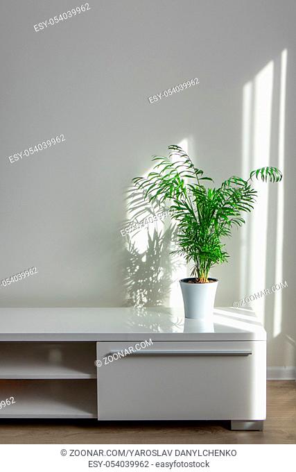 bright living room with houseplants Areca in a white flowerpot on a white table against a white wall background with window shadows