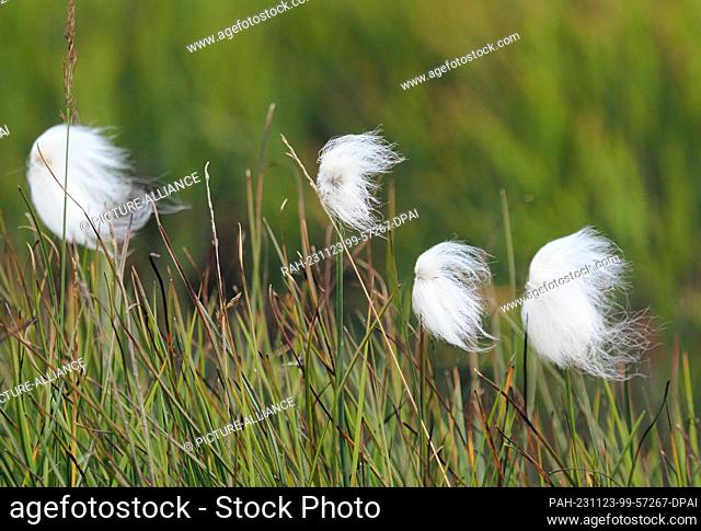22 August 2023, Norway, Longyearbyen: Plants with the name Scheuchzer's cotton grass (Eriophorum scheuchzeri) grow by the roadside