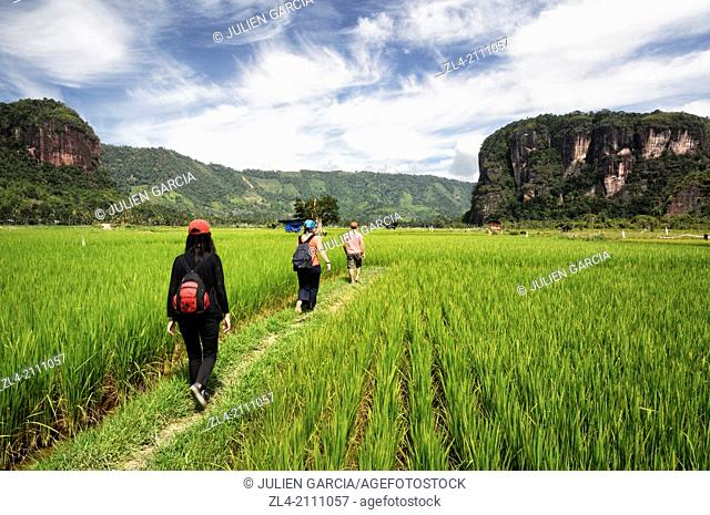 Group of hikers in the rice fields surrounded by cliffs in Harau valley. Indonesia, West Sumatra, Minangkabau Highlands, Bukittinggi area, Harau valley