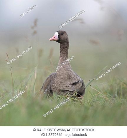 Greater White-fronted Goose / Blaessgans ( Anser albifrons ), adult, resting, sitting in high grass of a meadow, watching attentively