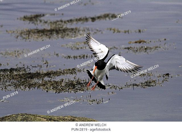 Oystercatcher Haematopus ostralegus coming in to land on a rock