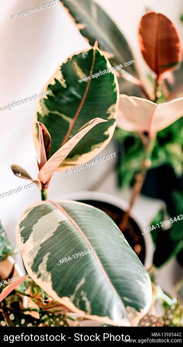 different houseplants in different pots and baskets / calathea, monkeymonstera, efeutute, pea plant, pilea, cactus, succulent