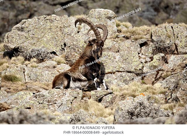 Walia Ibex Capra walie adult male, sitting amongst rocks, Simien Mountains, Ethiopia