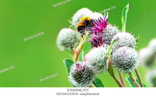 Pollination concept: close-up of a bumblebee on purple Great Globe Thistle flower with blurred green background