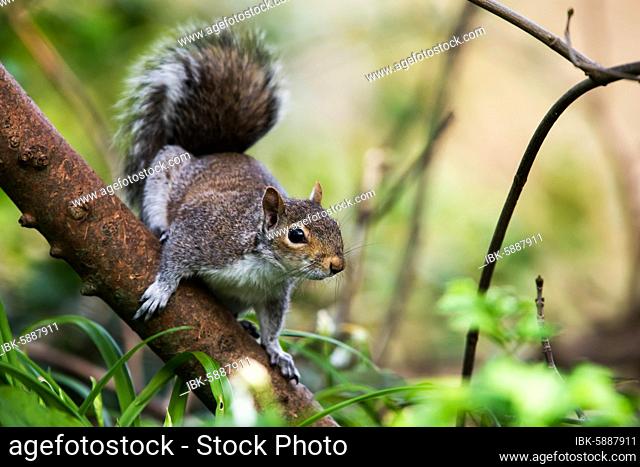 Eastern Gray Squirrel, Sciurus carolinensis, Devon, England, Great Britain