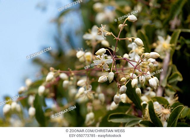 Flowers of Traveller's Joy (Clematis brachiata), an African clematis species