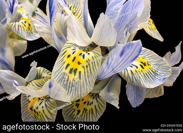 full frame Iris flowers closeup in black back