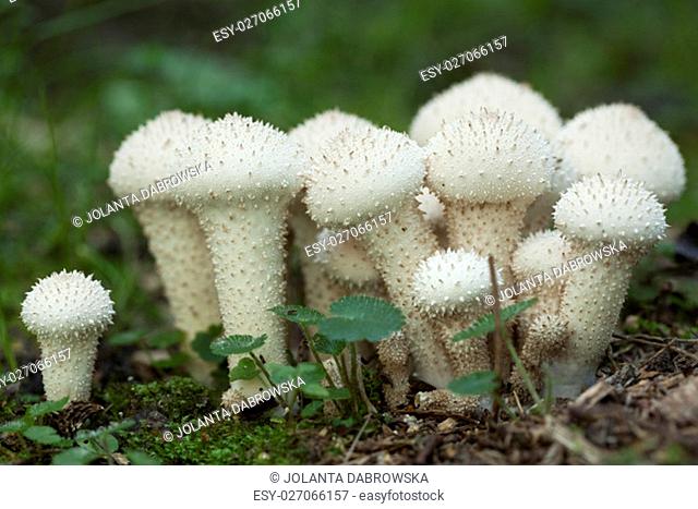 group mushrooms (Lycoperdon perlatum) in natural environment