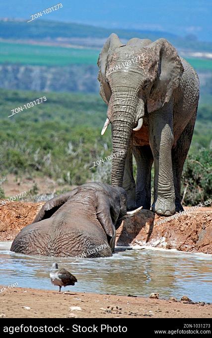 Badende Elefanten, Addo Elephant Park Südafrika