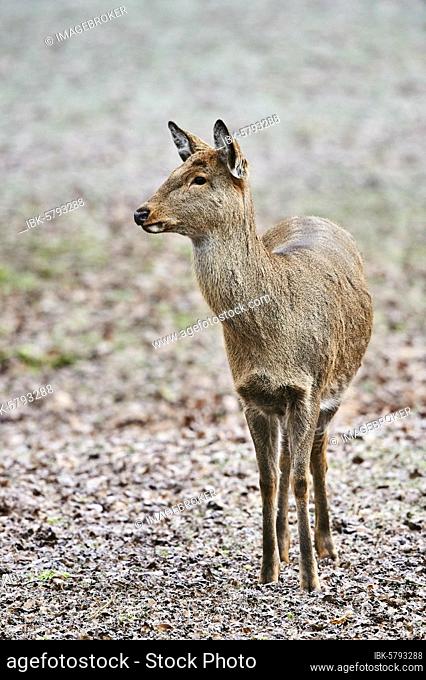 Sika deer (Cervus nippon), Daun Deer Park, Rhineland-Palatinate, Germany,  Europe, Stock Photo, Picture And Rights Managed Image. Pic. IBR-2087306 |  agefotostock