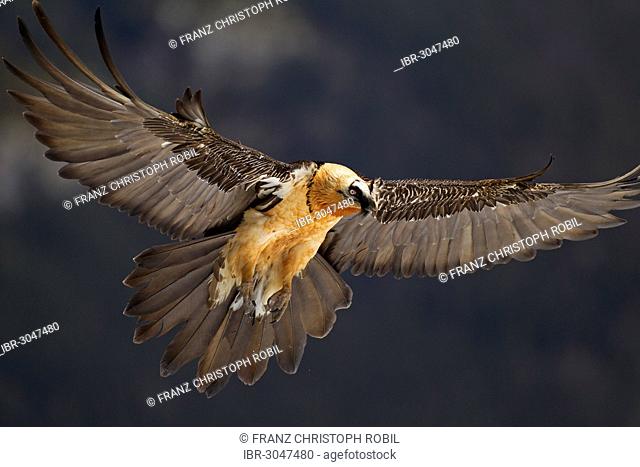 Bearded Vulture (Gypaetus barbatus) adult bird in flight