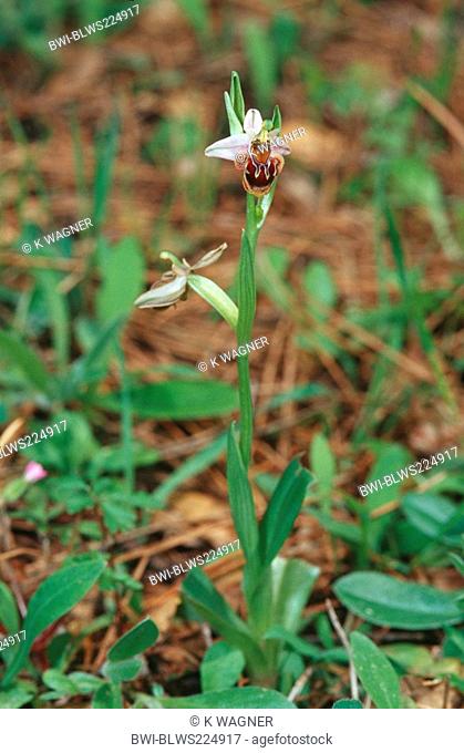 ophrys Ophrys dodekanensis, blooming individual, Greece, Rhodes