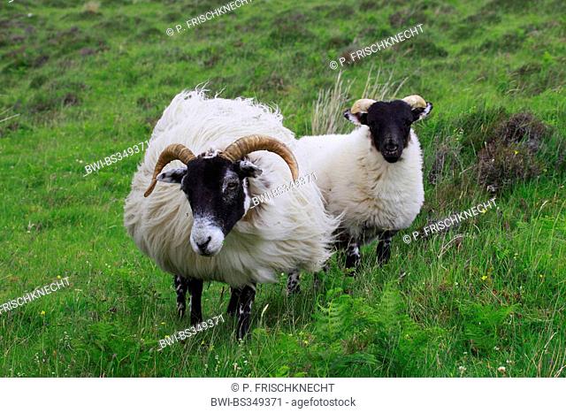 Scottish Blackface (Ovis ammon f. aries), female and lamb, United Kingdom, Scotland