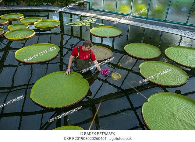 A gardener shows a blossom of Water Lily Victoria amazonica in the Botanic Gardens in Liberec on Friday, August 2, 2019. The plant is the largest species of...