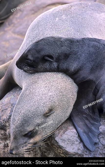 Cape Fur Seal, (Arctocephalus pusillus), Africa, Namibia, Erongo, Cape Cross
