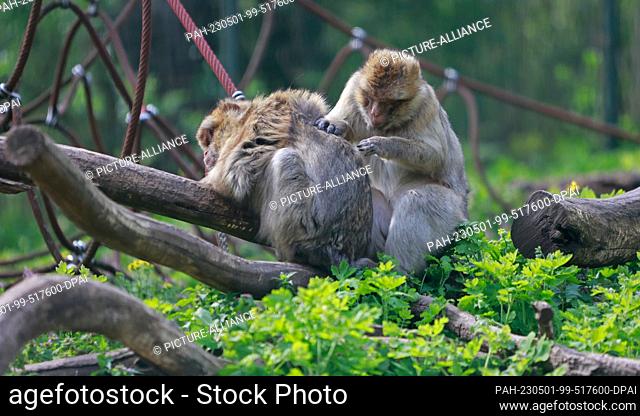 01 May 2023, Saxony-Anhalt, Aschersleben: Barbary macaques sitting in their enclosure at Aschersleben Zoo. For the 50th anniversary at the Aschersleben Zoo