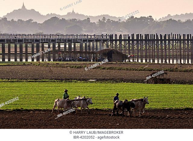 Local men plowing with oxen in the fields, U Bein bridge and Pagodas on hills behind, Amarapura, Division Mandalay, Myanmar