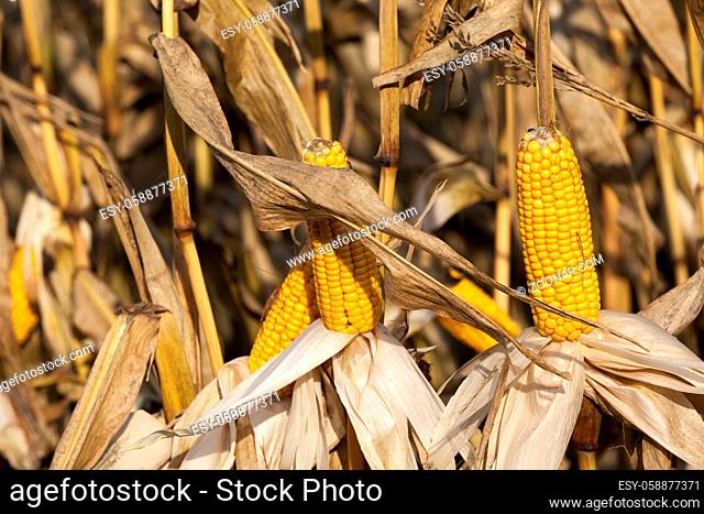 Damaged corn cobs with yellow seeds in the fall season
