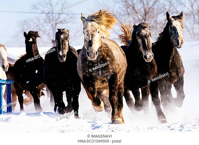 Horses running on the snow field