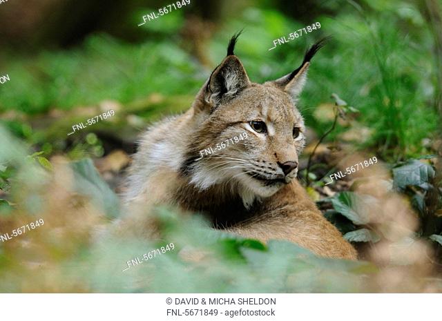 Eurasian lynx Lynx lynx in underwood