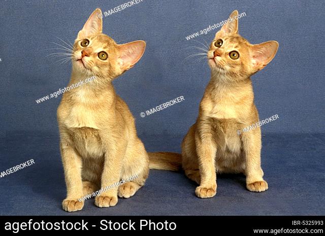 Fawn Abyssinian domestic cat, kitten