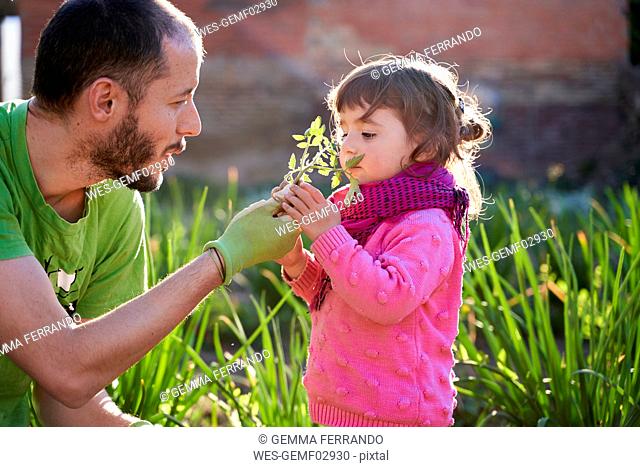 Toddler girl helping her father planting tomatoes in the garden
