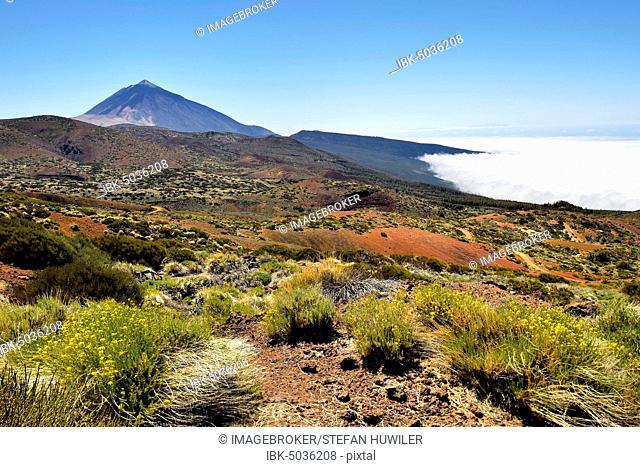 Flowering flixweed (Descurainia bourgaeana) in volcanic landscape, back volcano Pico del Teide above trade wind clouds, National Park Teide, Tenerife