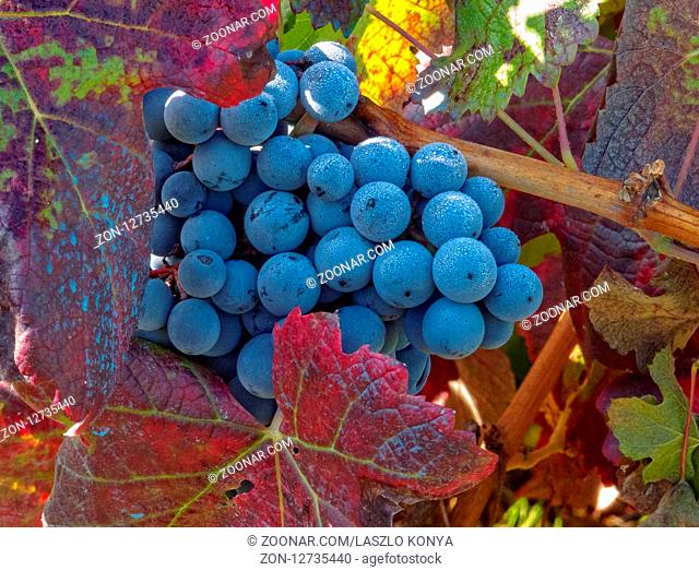 Mencia grape in the harvest season - Villafrance del Bierzo, Castile and Leon, Spain