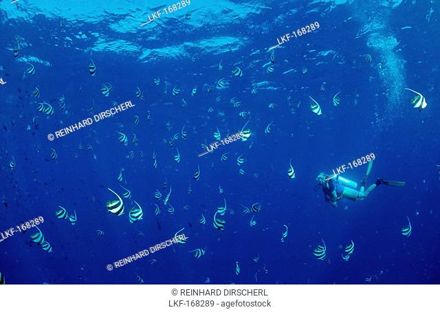 Diver and Pennant Bannerfishes, Heniochus diphreutes, Maldives, Indian Ocean, Meemu Atoll