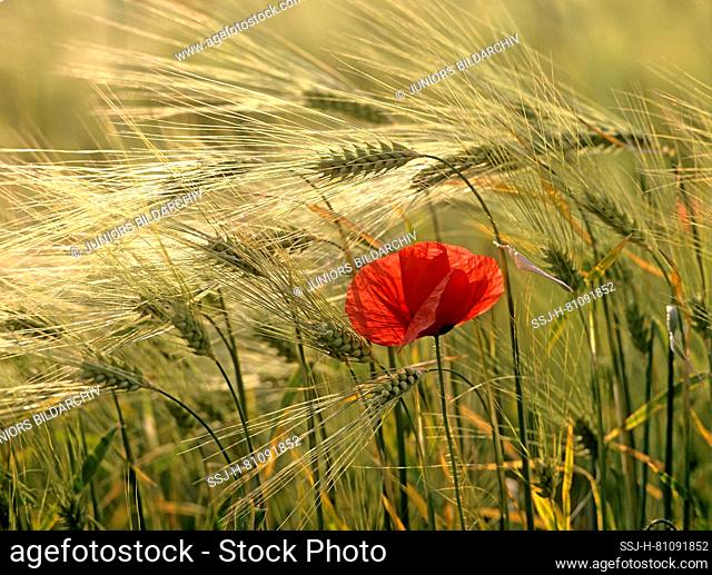 Field Poppy, Corn Poppy, Flanders Poppy (Papaver rhoeas) flowering in an unripe Barley field. Germany