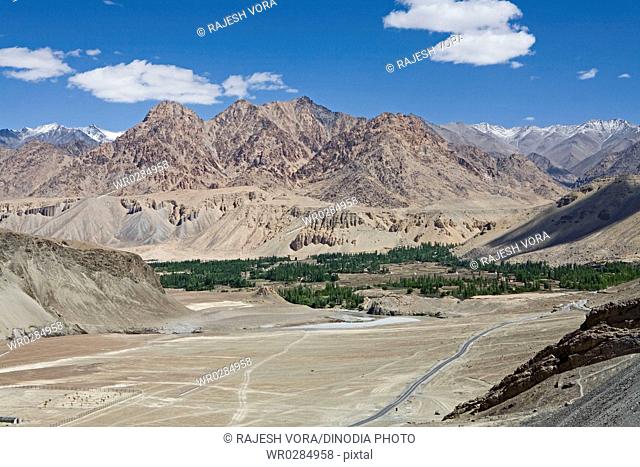 Rare site of poplar and willow trees in valley near Nimmu on typical cold desert landscape of Ladakh , Jammu and Kashmir , India
