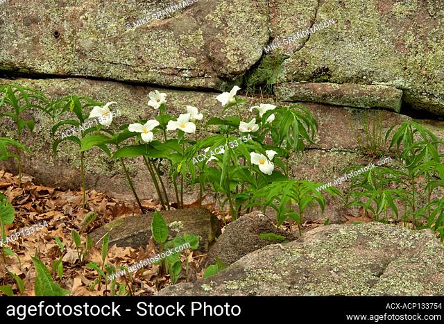 Large flowered trillium (Trillium grandiflorum) Rosseau Ontario Canada