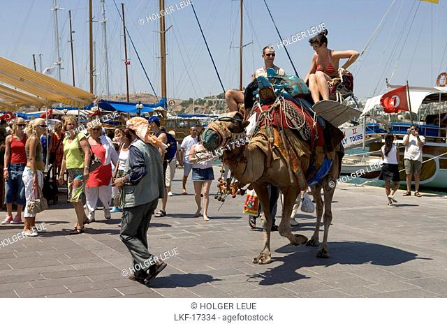 Tourists on Camel, Bodrum, Turkish Aegean, Turkey