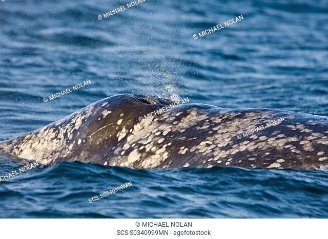 Adult California Gray Whale Eschrichtius robustus surfacing in Magdalena Bay near Puerto Lopez Mateos on the Pacific side of the Baja Peninsula