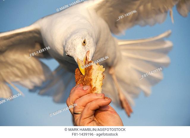 Herring gull Larus argentatus taking bread from person's hand  August 2009