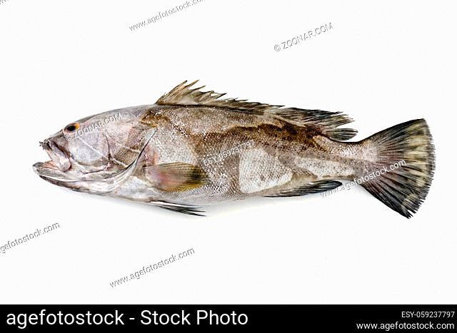 Fresh saltwater white grouper as top view on white background with copy space – isolated