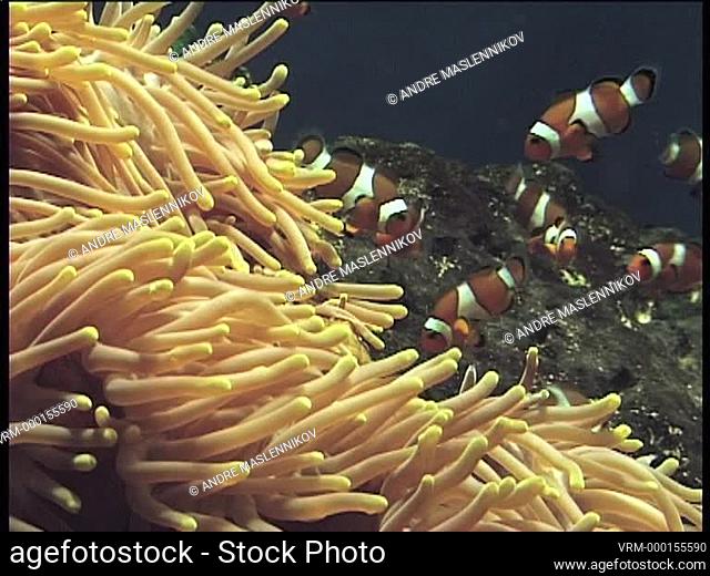 The clown fish is also called Anemonfish because in the wild it always lives tightly adjacent to an anemone. By stopping when the dangerous tentacles of the...